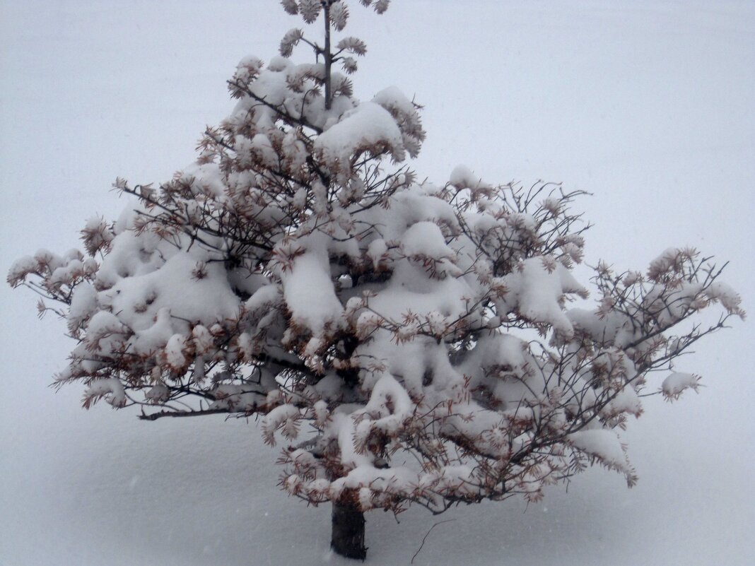 **** - Елена Семигина