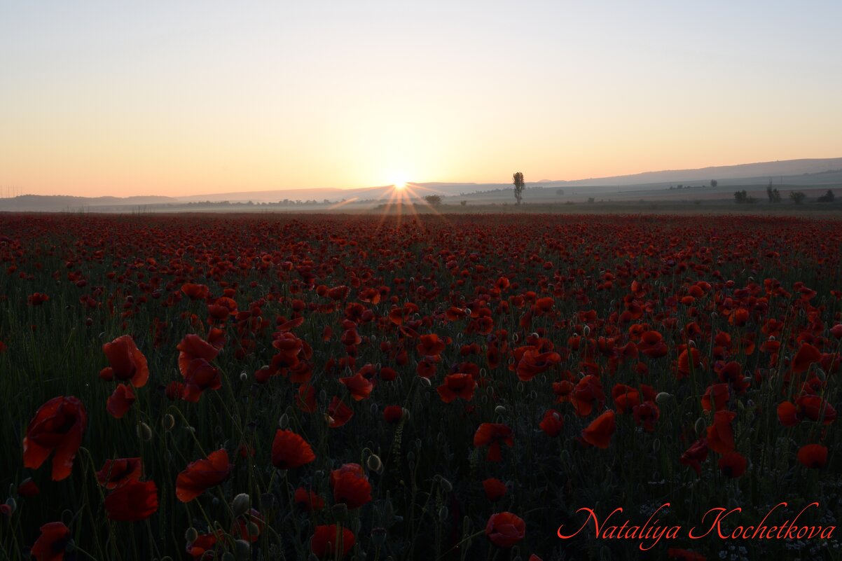 Природа Крыма - Изумительная Космея