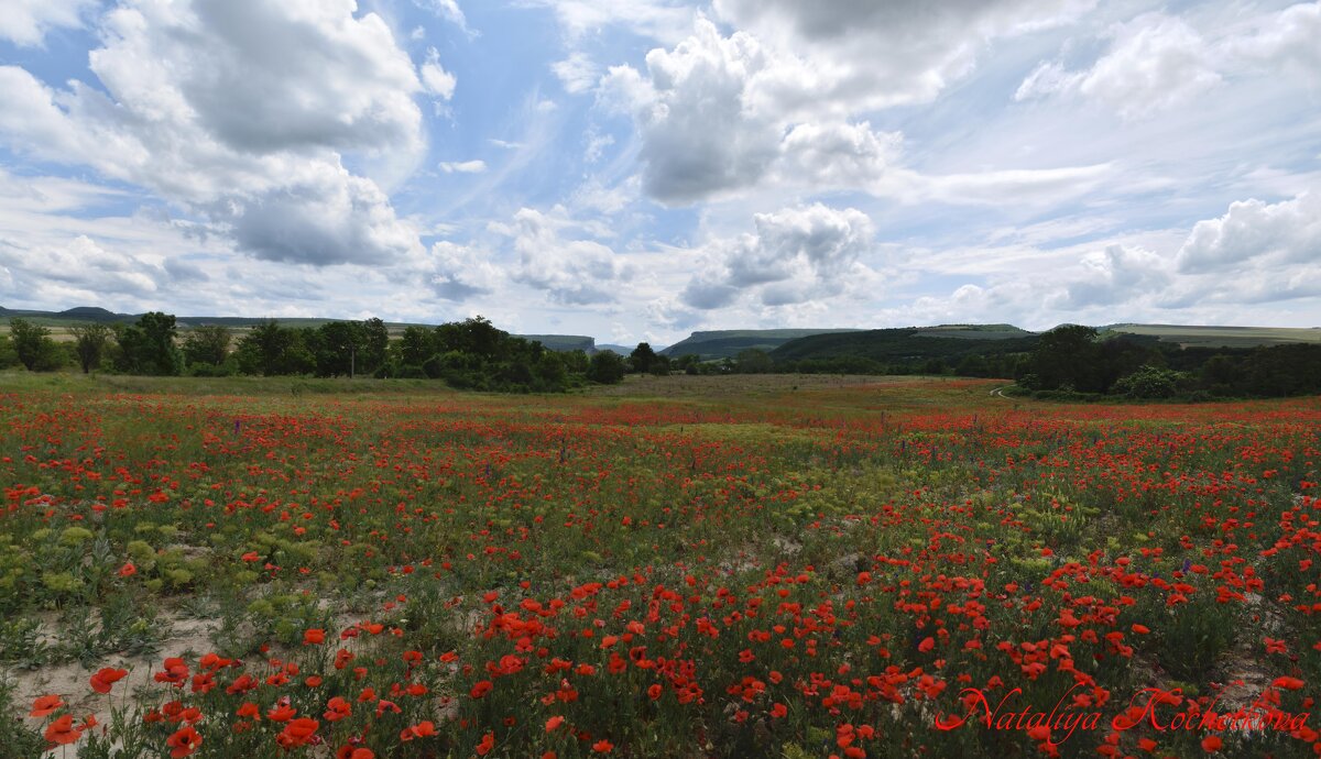 Природа Крыма - Изумительная Космея