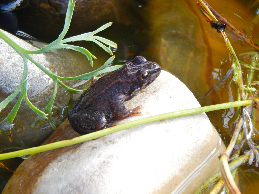 Вспомнить весну решил. - ВикТор Быстров