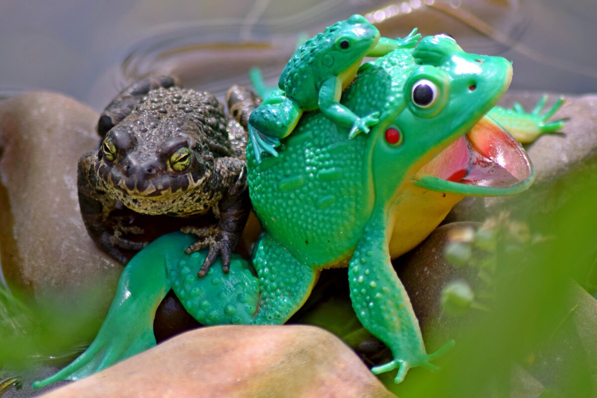 Жаба с лягушкой. - ВикТор Быстров