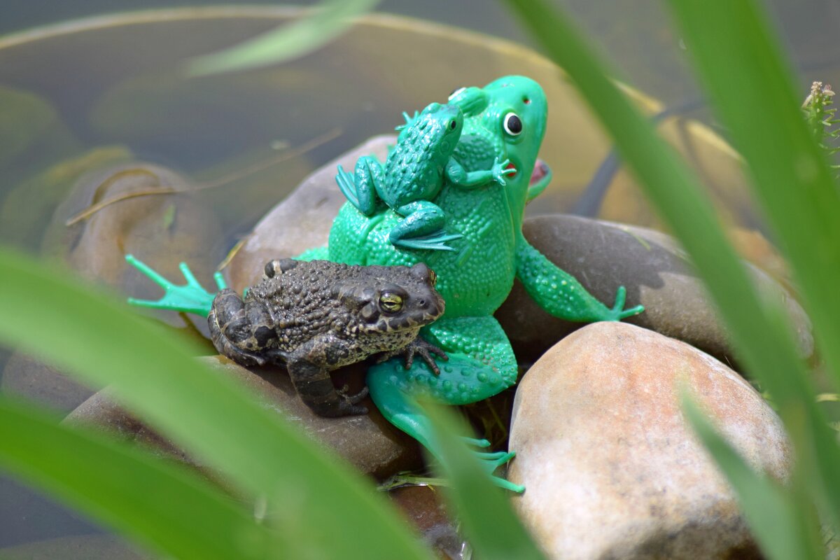 В своём пруду. - ВикТор Быстров