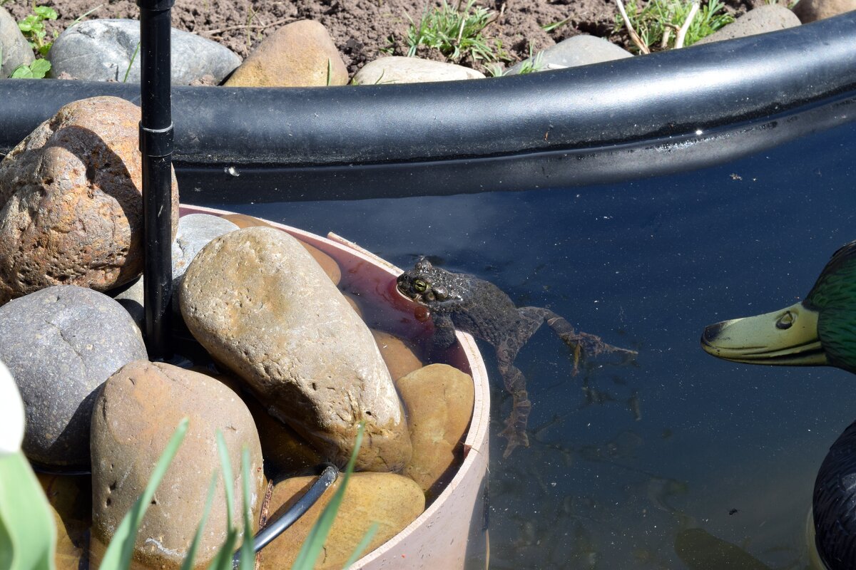 Водные процедуры. - ВикТор Быстров