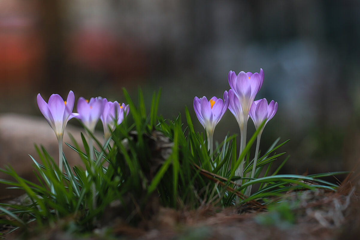 Ах, как хочется весны! - Игорь Шевченко