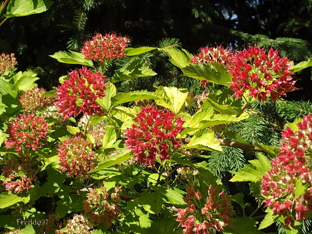 Пузыреплодник - Freddy 97