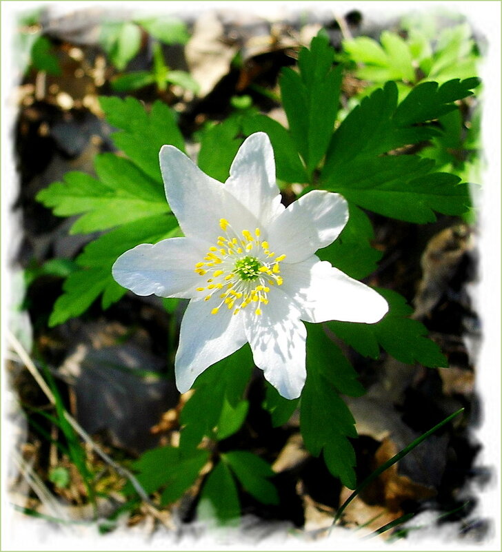 Цветочек весенний ☼ - Лия ☼