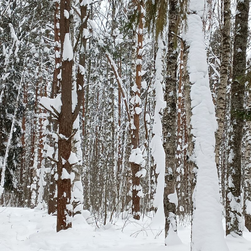 снег на деревьях - Владимир 