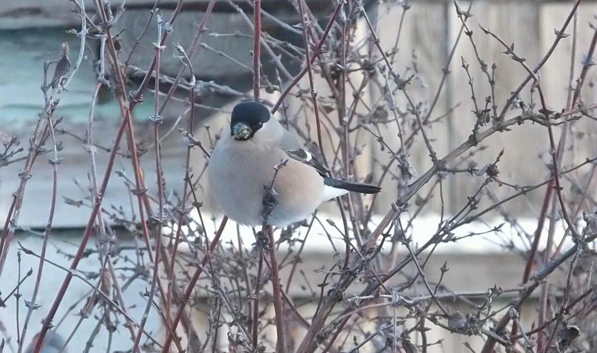 Снегириха. - сергей ермошкин