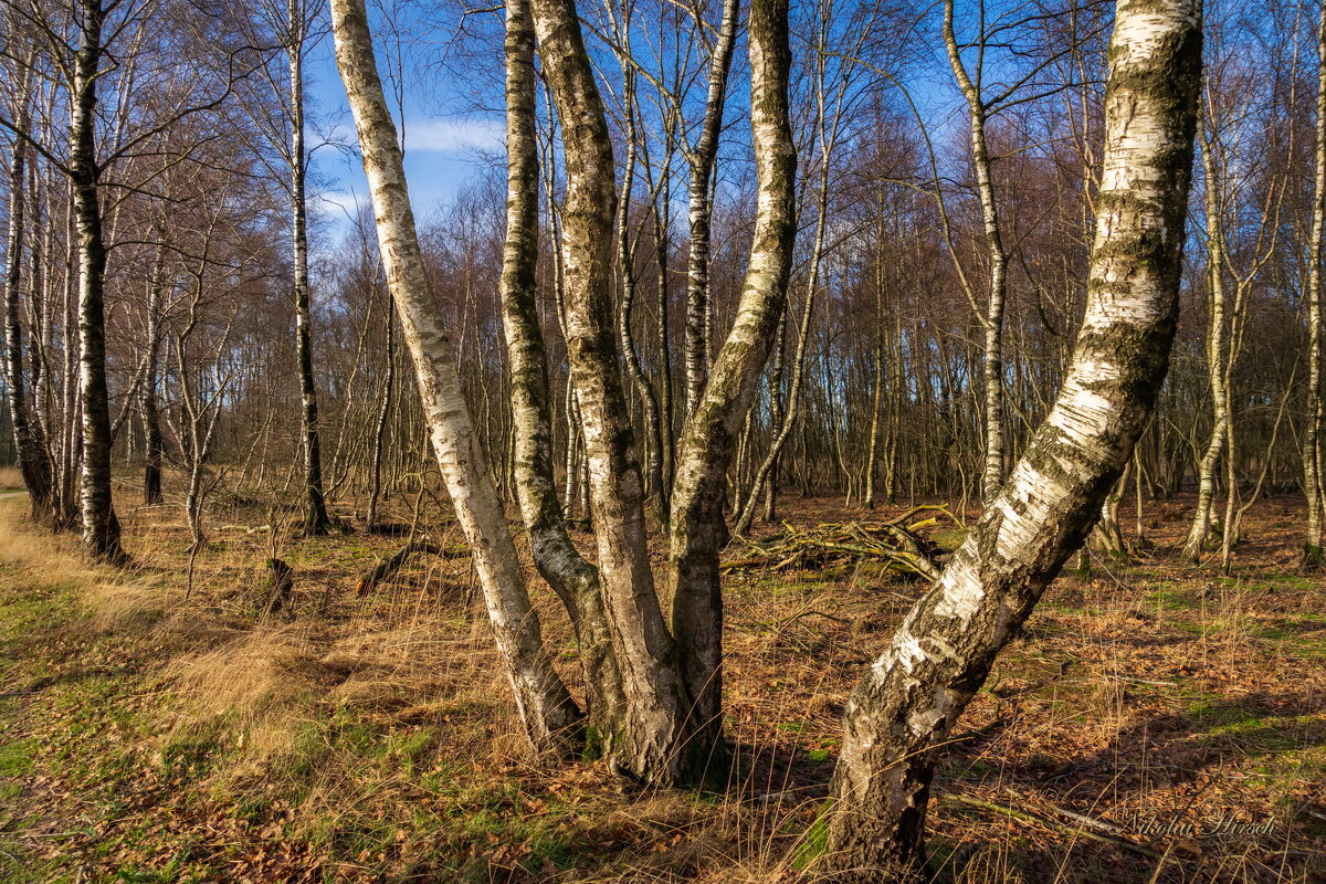 У кривых берёз... - Николай Гирш