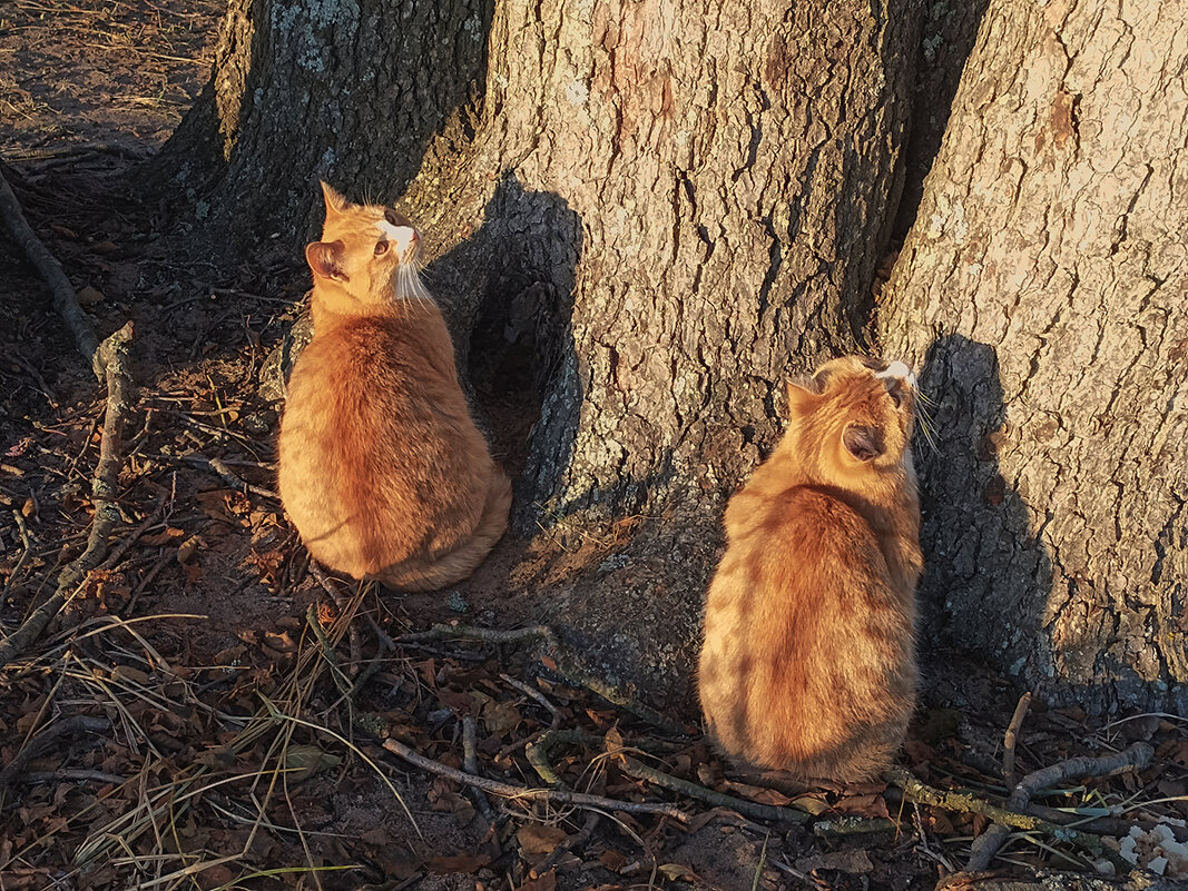 Жители Ривьеры. - Лилия *