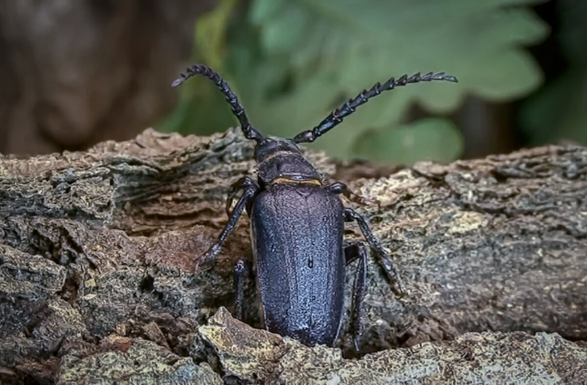 Усач-кожевник - Aleksey Afonin