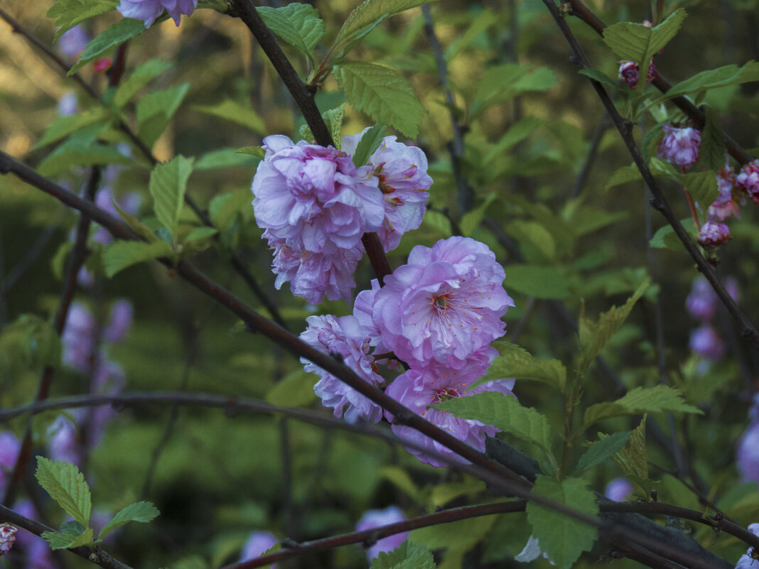 Сакура - Валентин Семчишин
