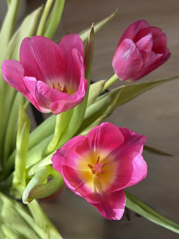 Цветы в подарок) - Любовь 