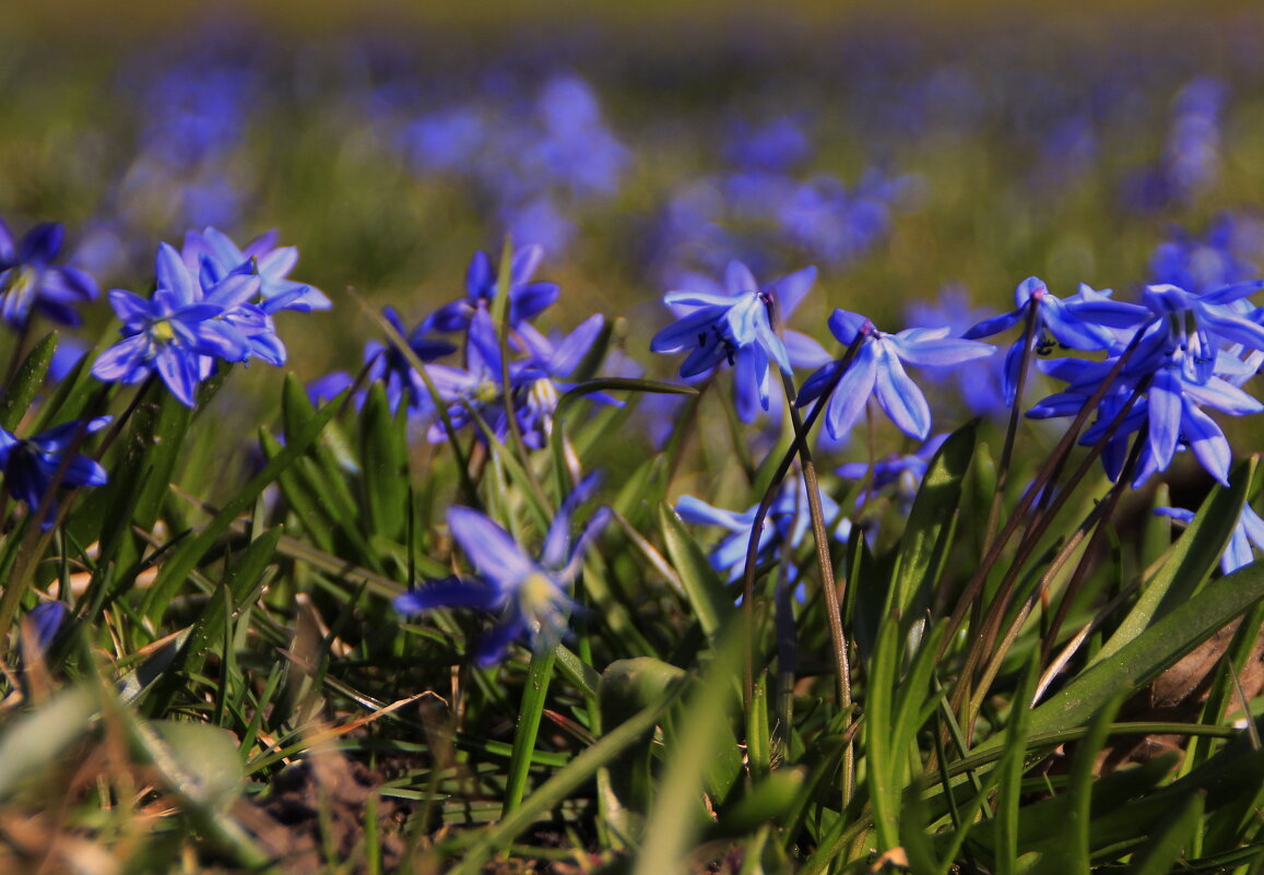 Цвета прохладной, спокойной волны.. - Татьян@ Ивановна
