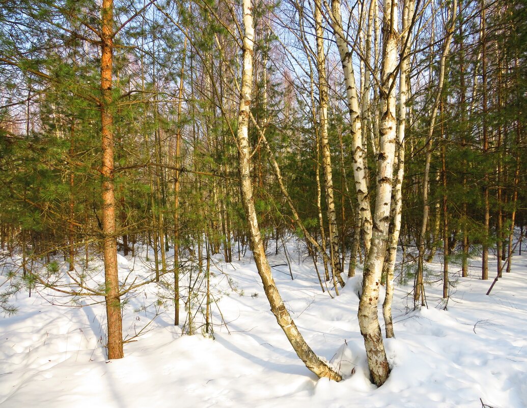 Опушка весеннего леса - Андрей Снегерёв