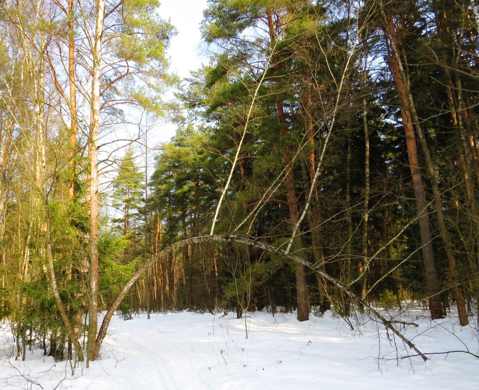 Изогнулась над дорогой - Андрей Снегерёв