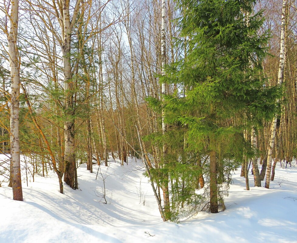 На краю леса - Андрей Снегерёв