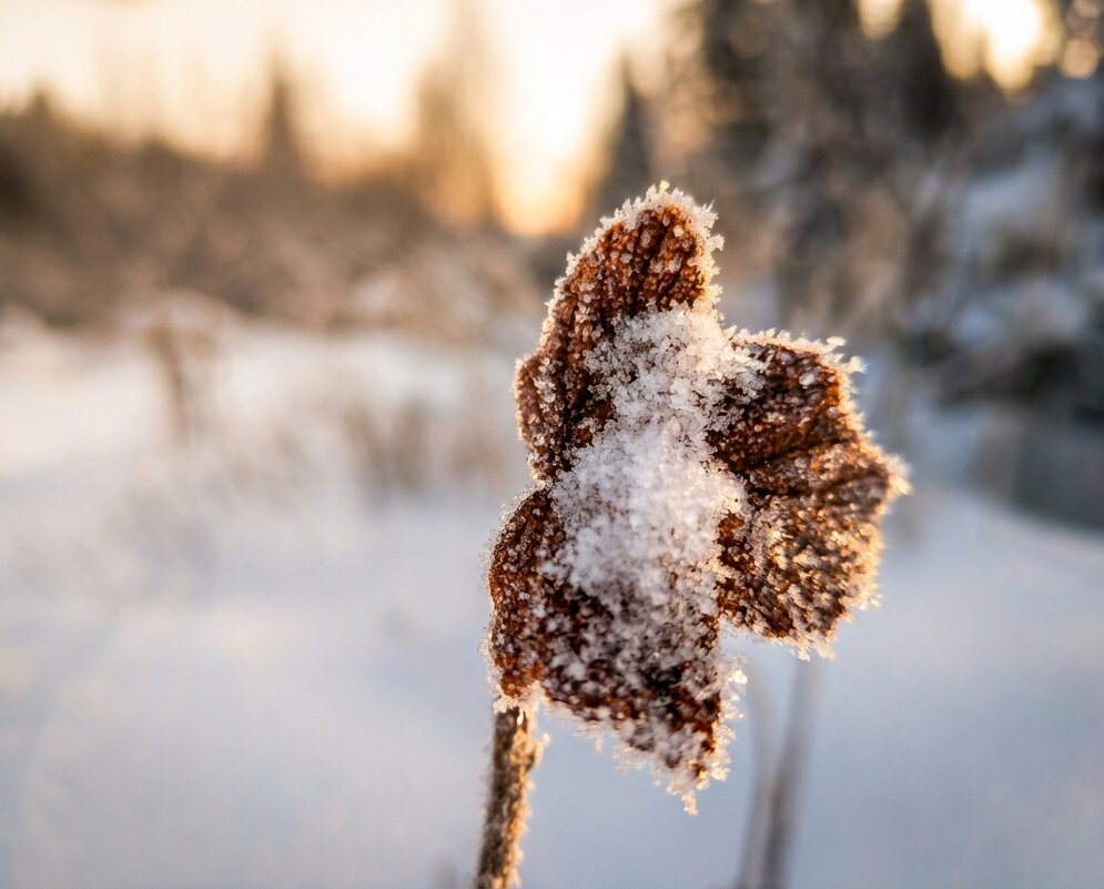 Снег на листочке смородины - Лилия 