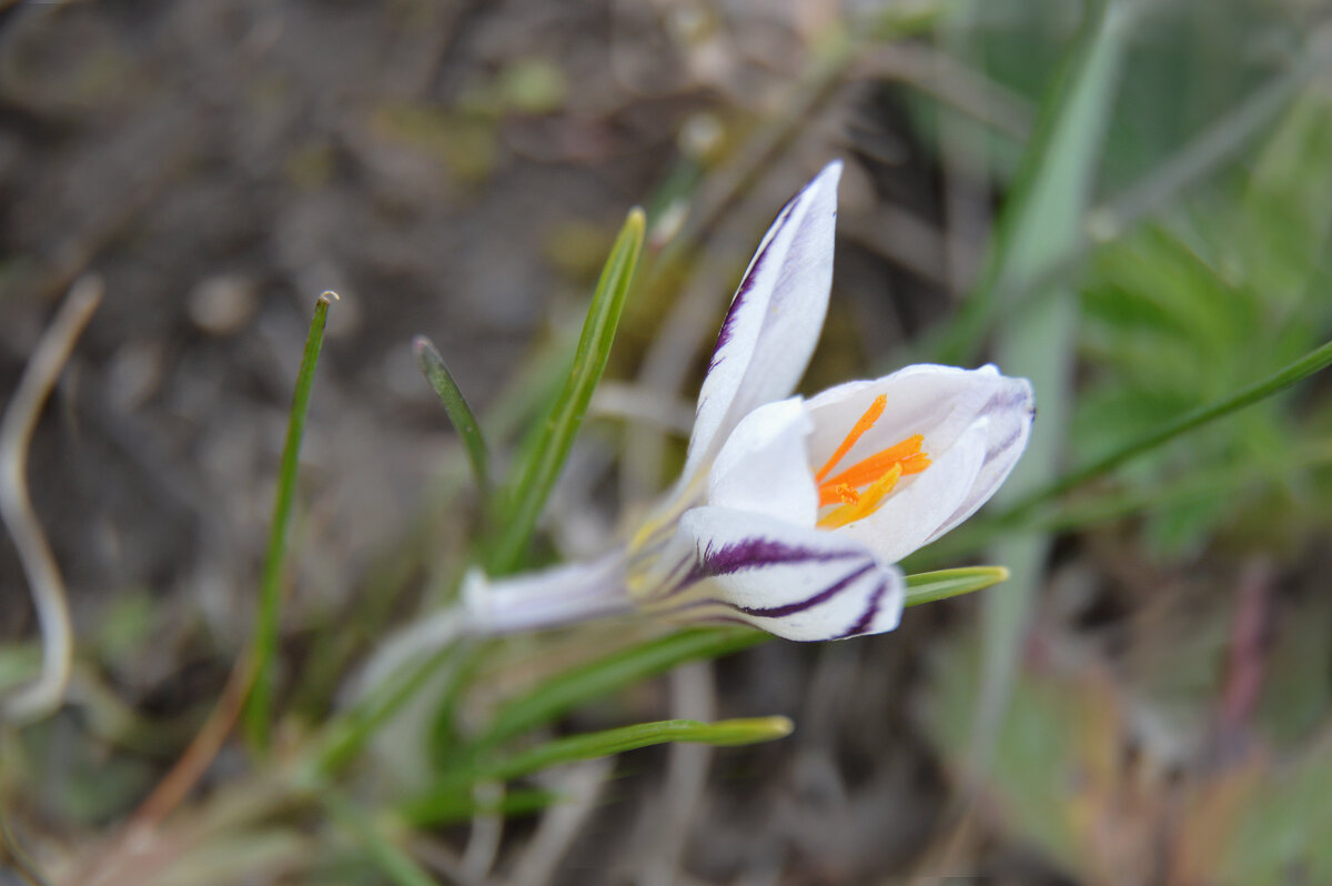 Шафран сетчатый, крокус полосатый - Надежда Куркина 