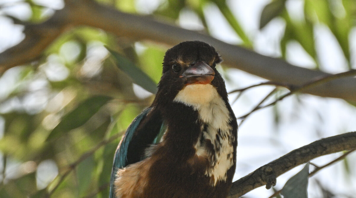 Зимородок белогрудый - Осень 