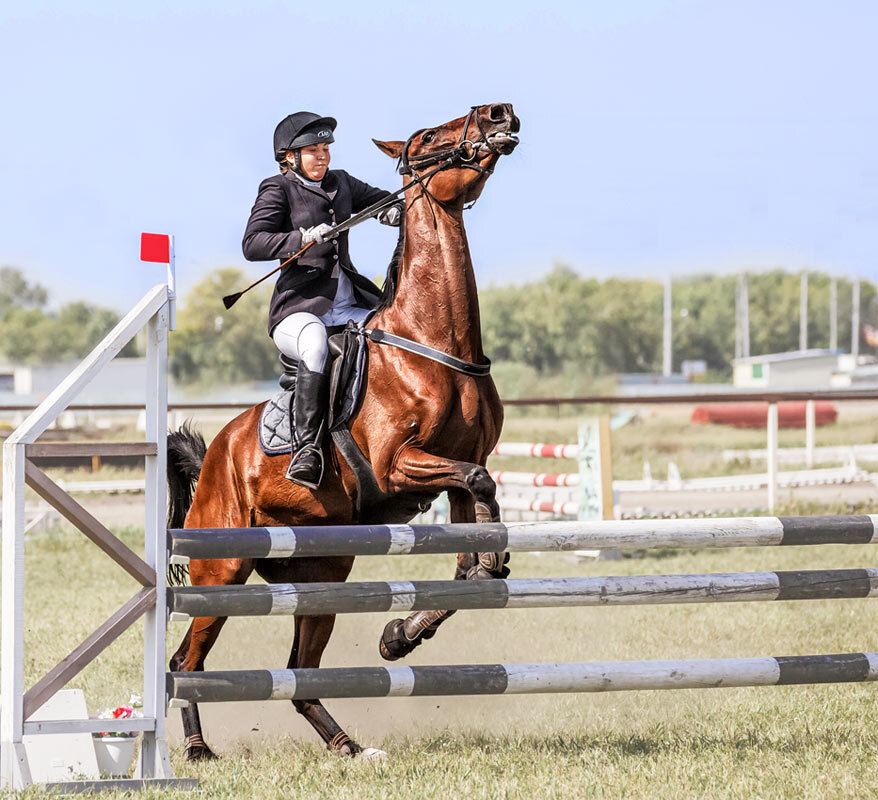 Конкур - SanSan 