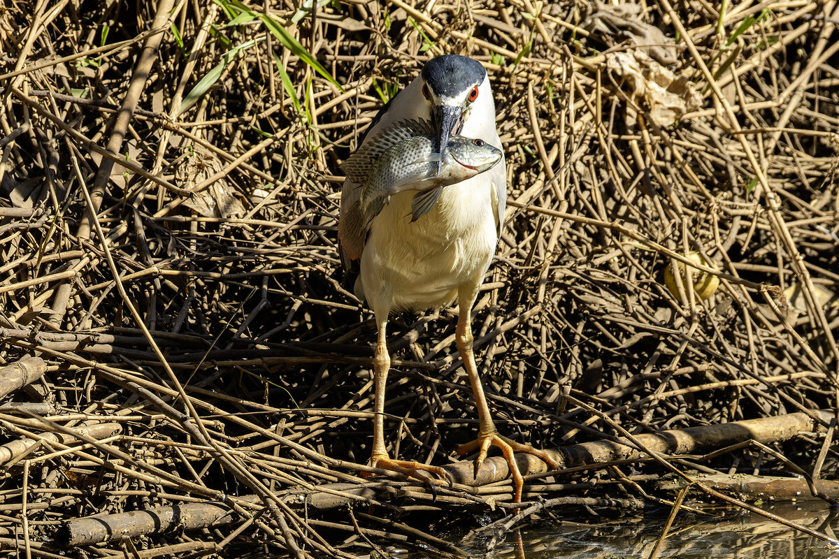 Кваква. - Alexander Amromin