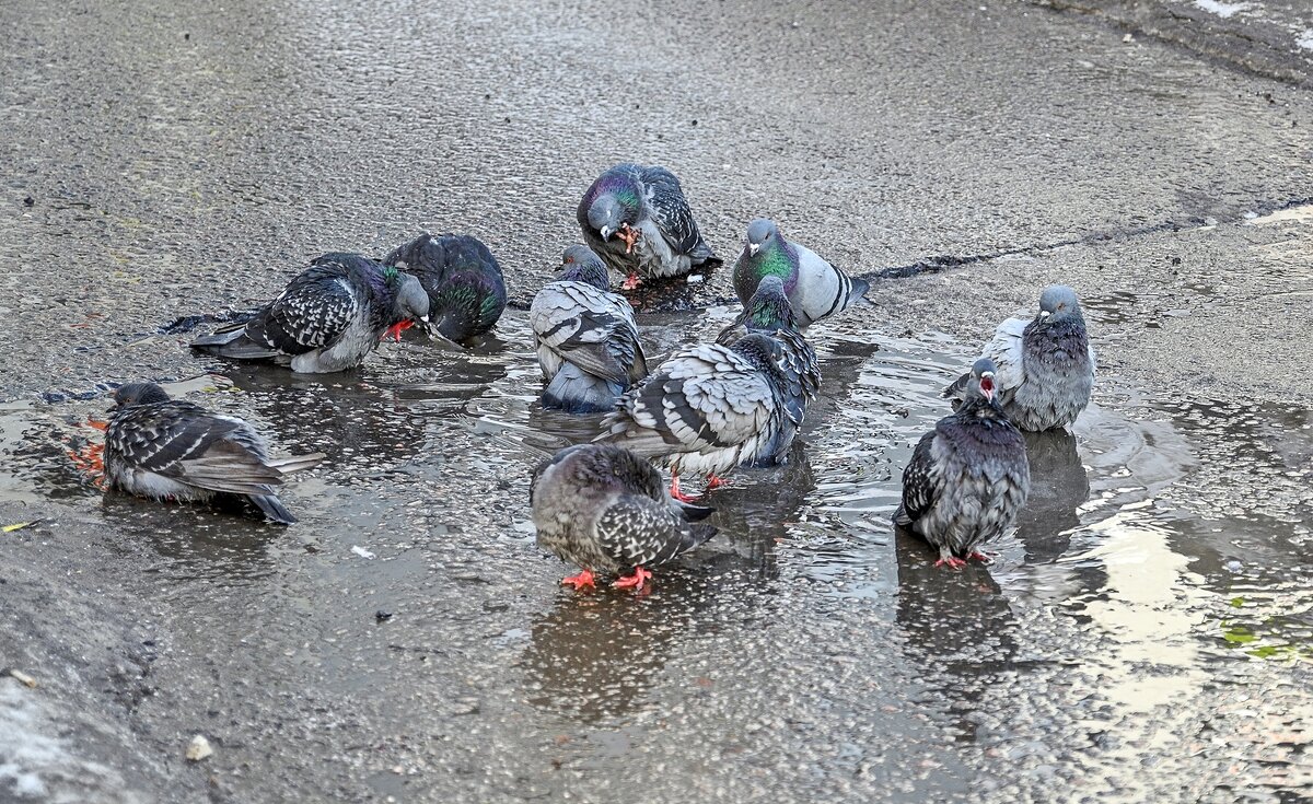 Голуби купаются в лужах - к теплу - Валерий Иванович