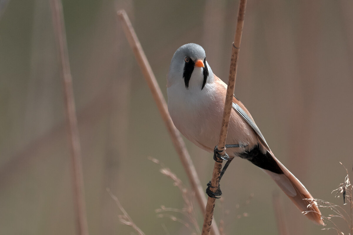 Усатая синица - Yudong Liu
