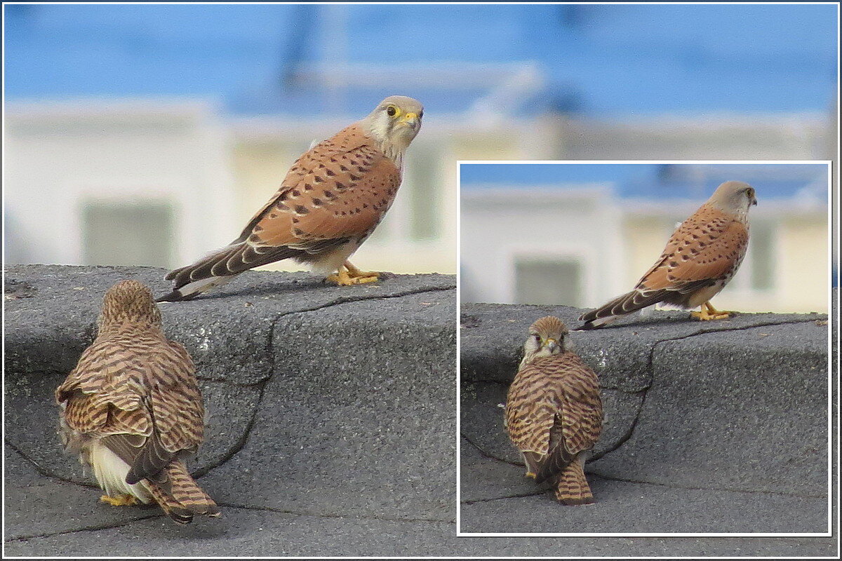 Влюблённая пара - Сеня Белгородский