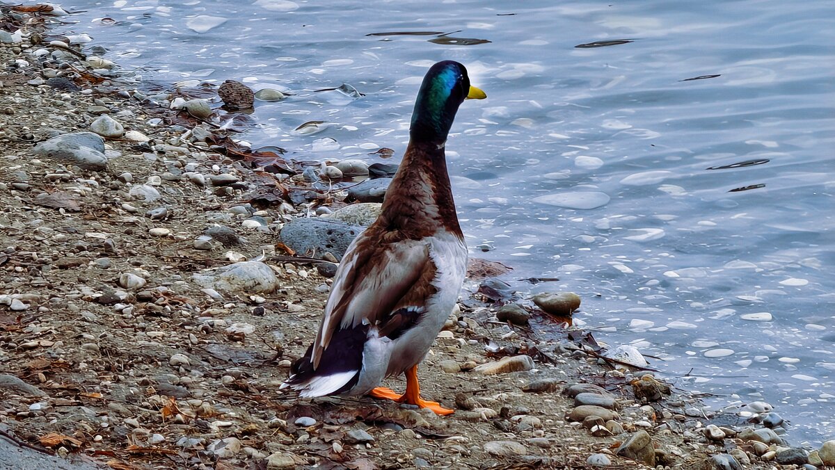 Любопытная утка - Мариша 