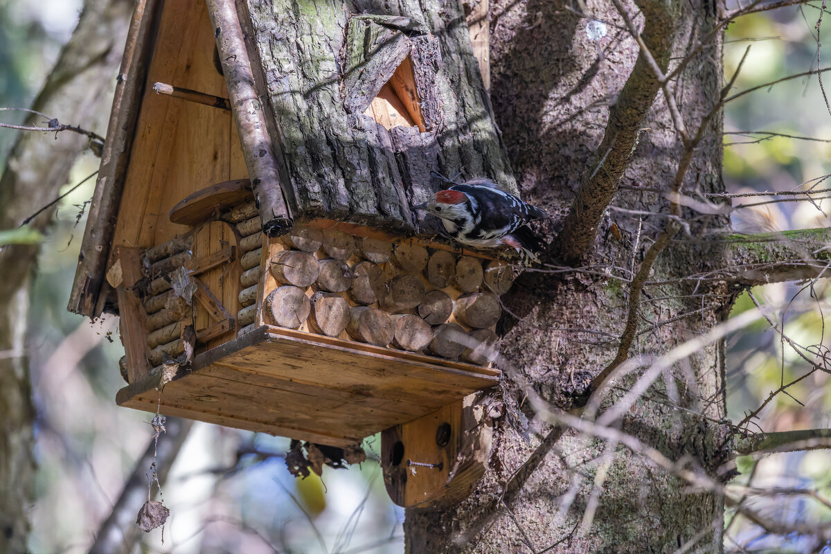 пестрый дятел - юрий макаров