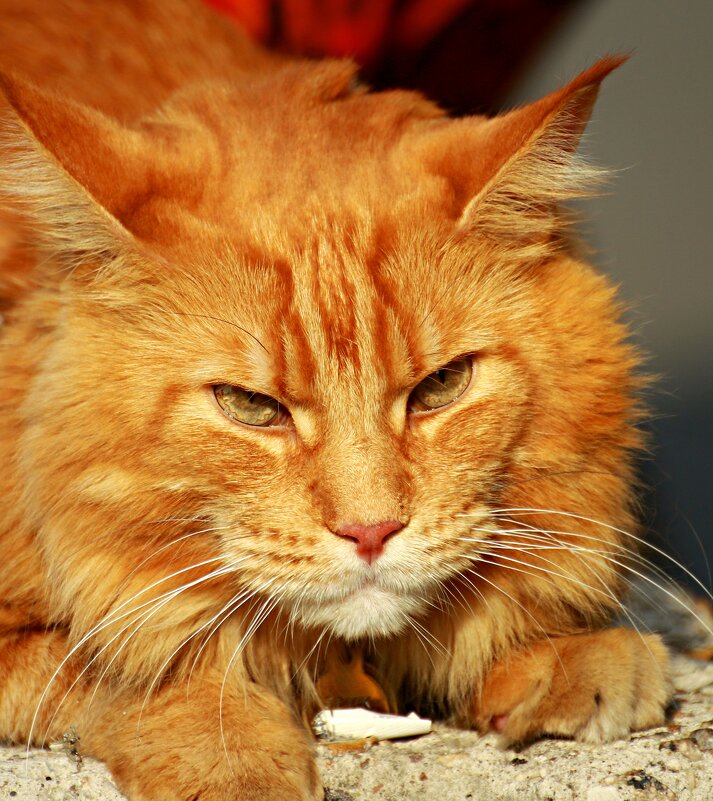 Рыжик - Владимир59 