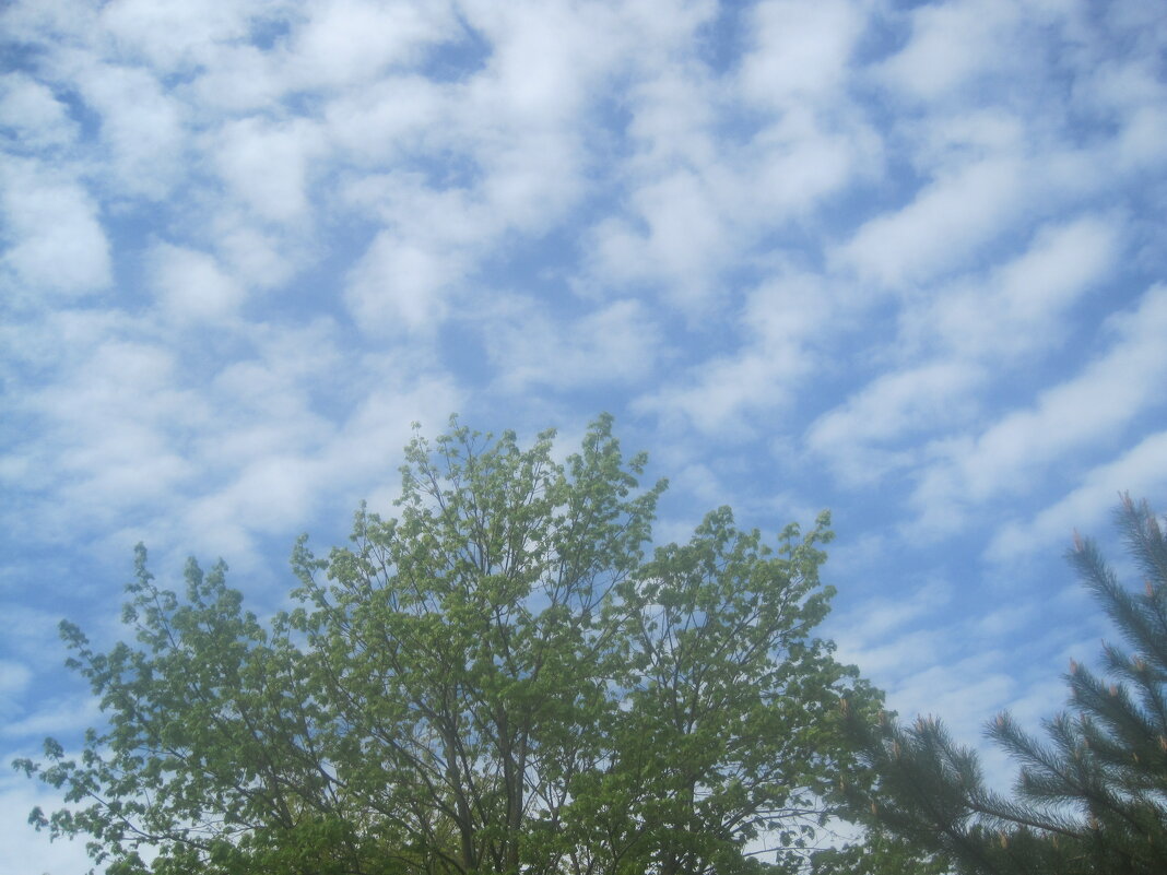 Небо весны - Елена Семигина