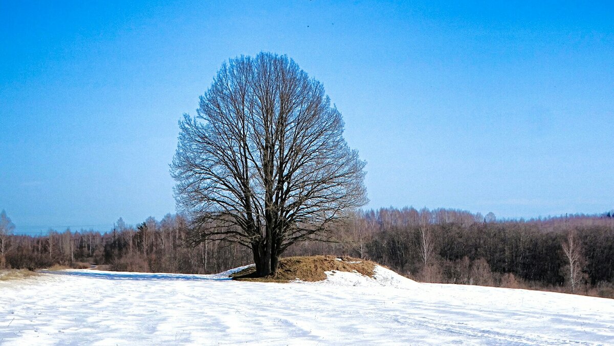 Одинокий дуб. - Милешкин Владимир Алексеевич 
