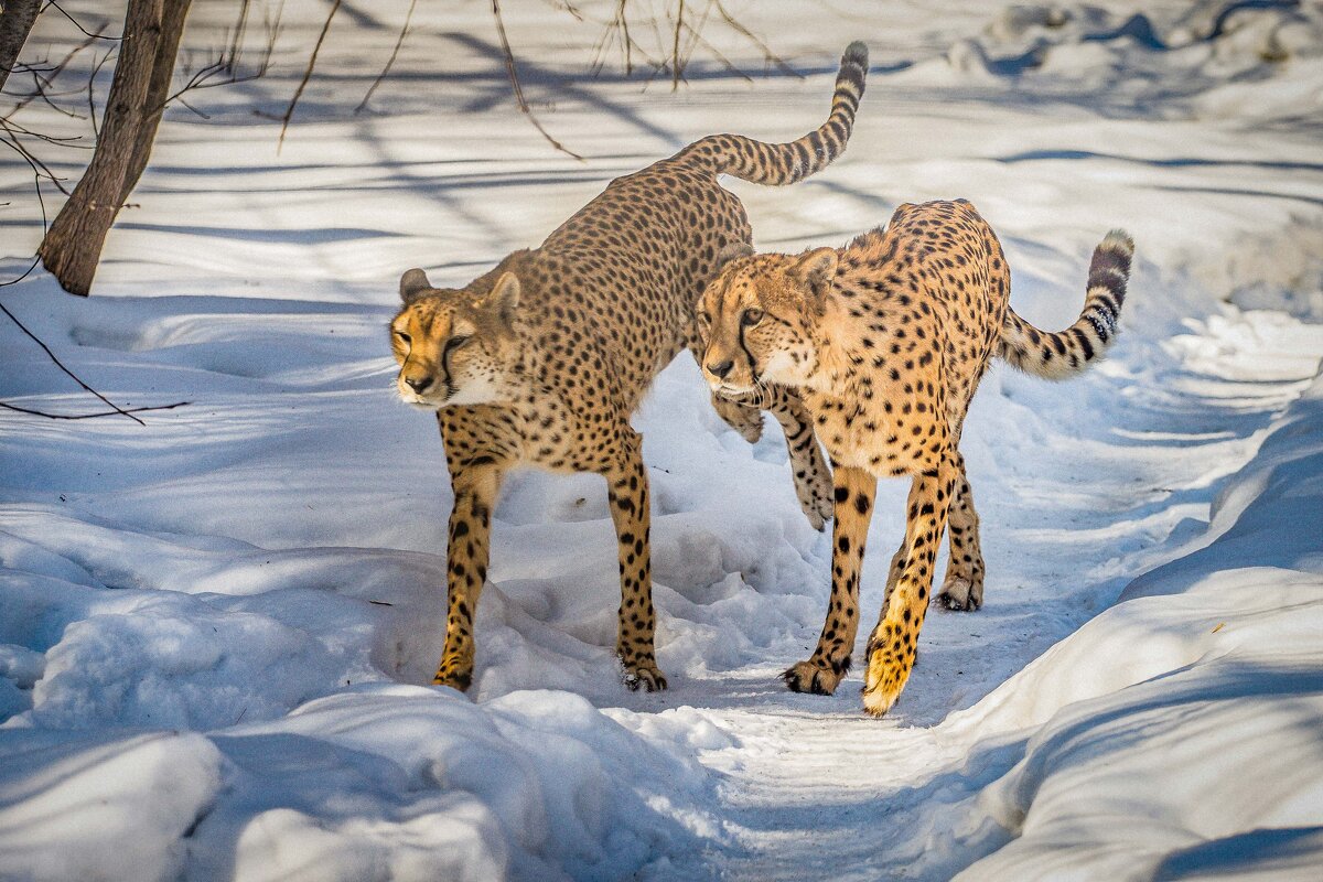 гепарды зимой - Аркадий Лаптенко