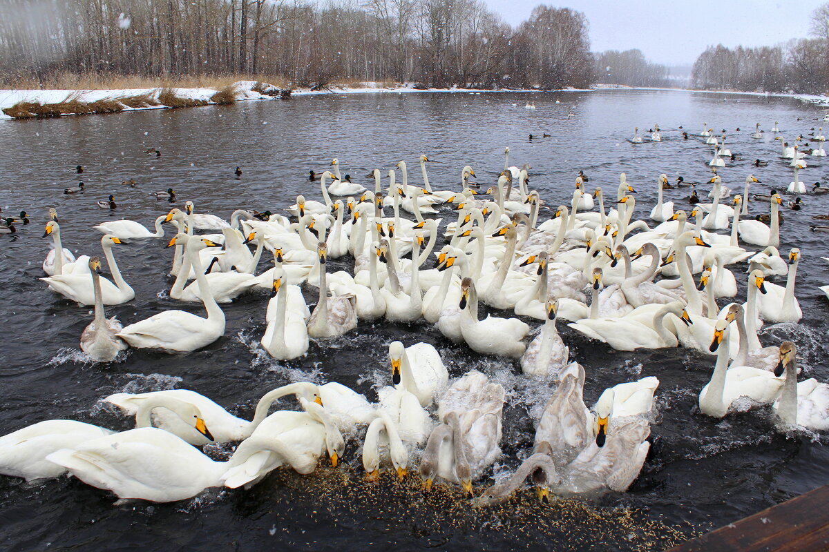 Кормёжка лебедей в заказнике - Татьяна Лютаева