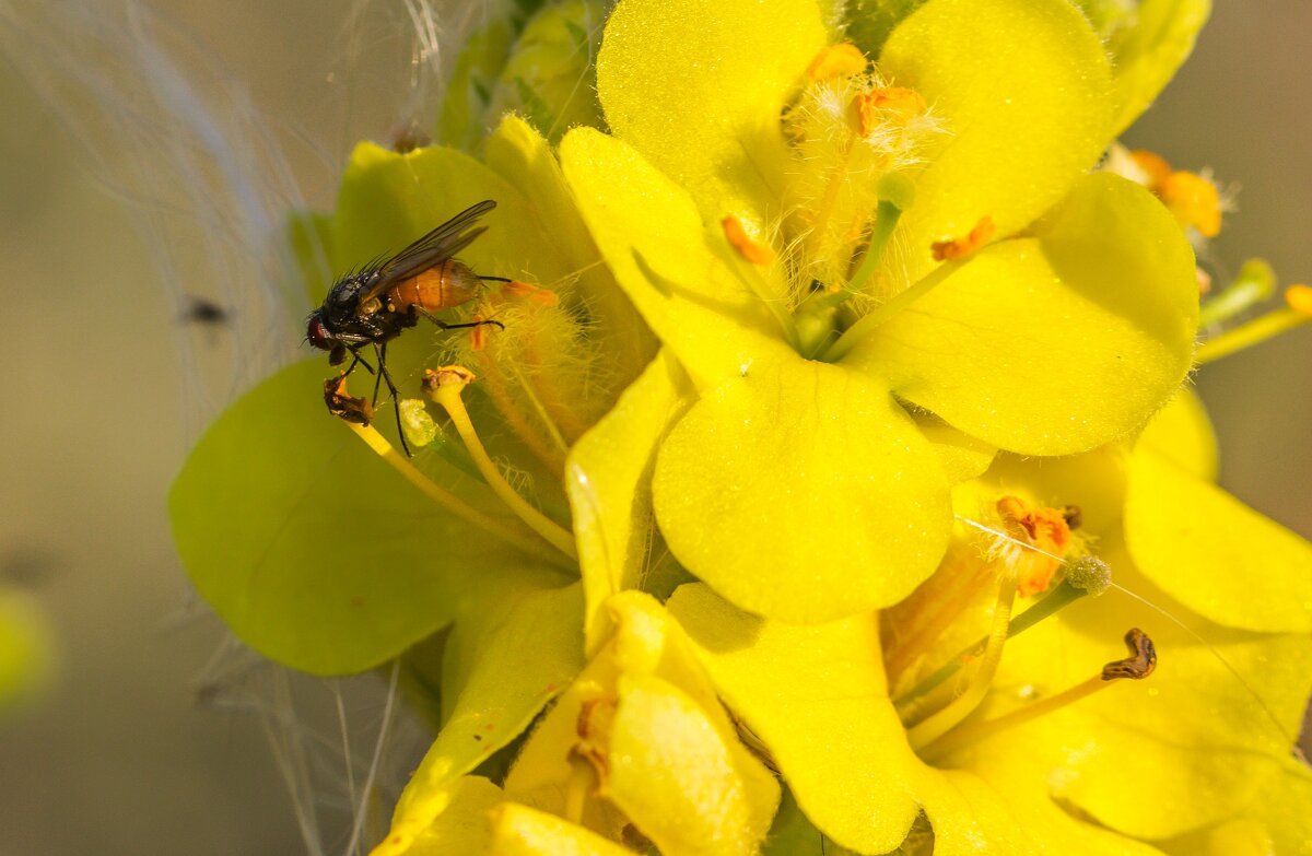 Краски лета. Коровяк обыкновенный. - Алексей Трухин