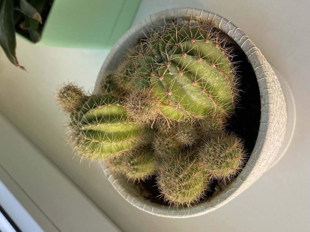 Кактус - М С