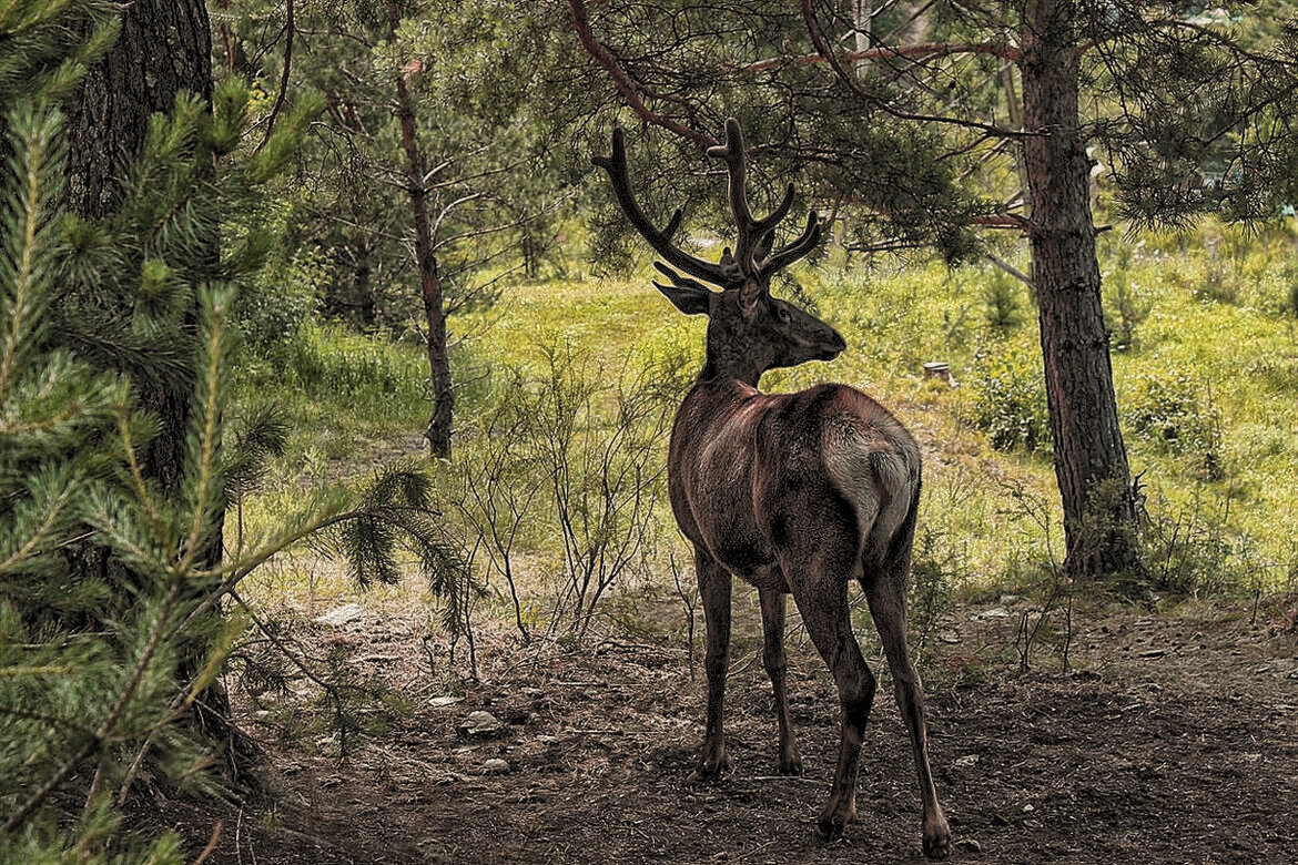 В заповеднике - елена беликова
