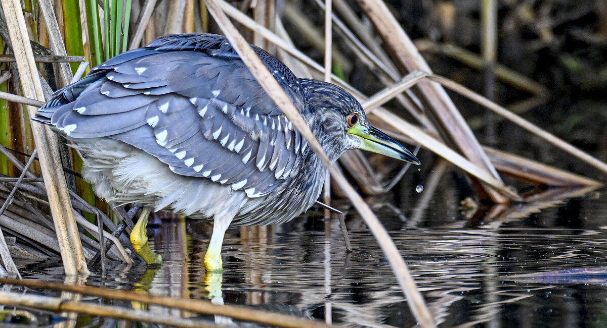 в тихой заводи - Осень 