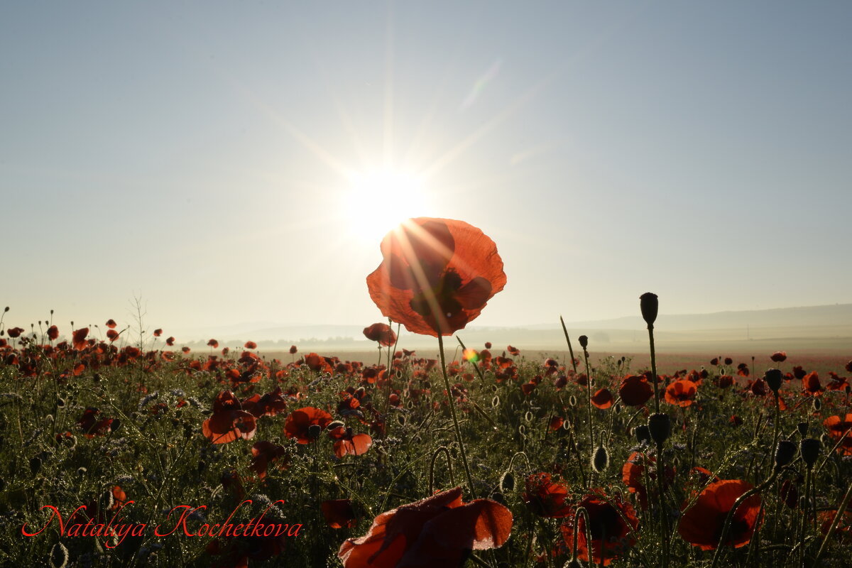 Природа Крыма - Изумительная Космея