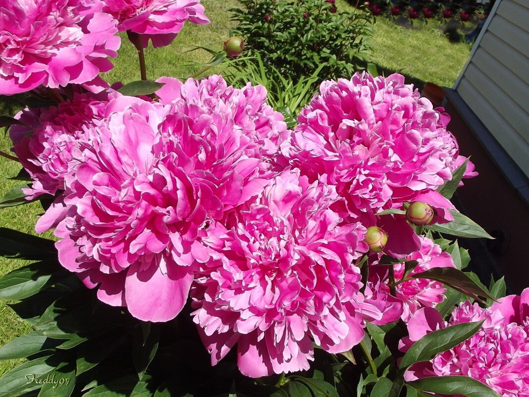 Пионы - Freddy 97