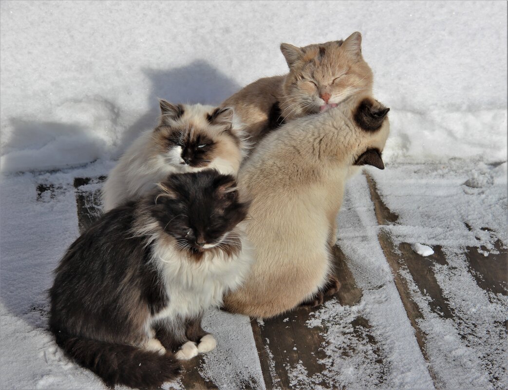 питомцы - Венера Чуйкова