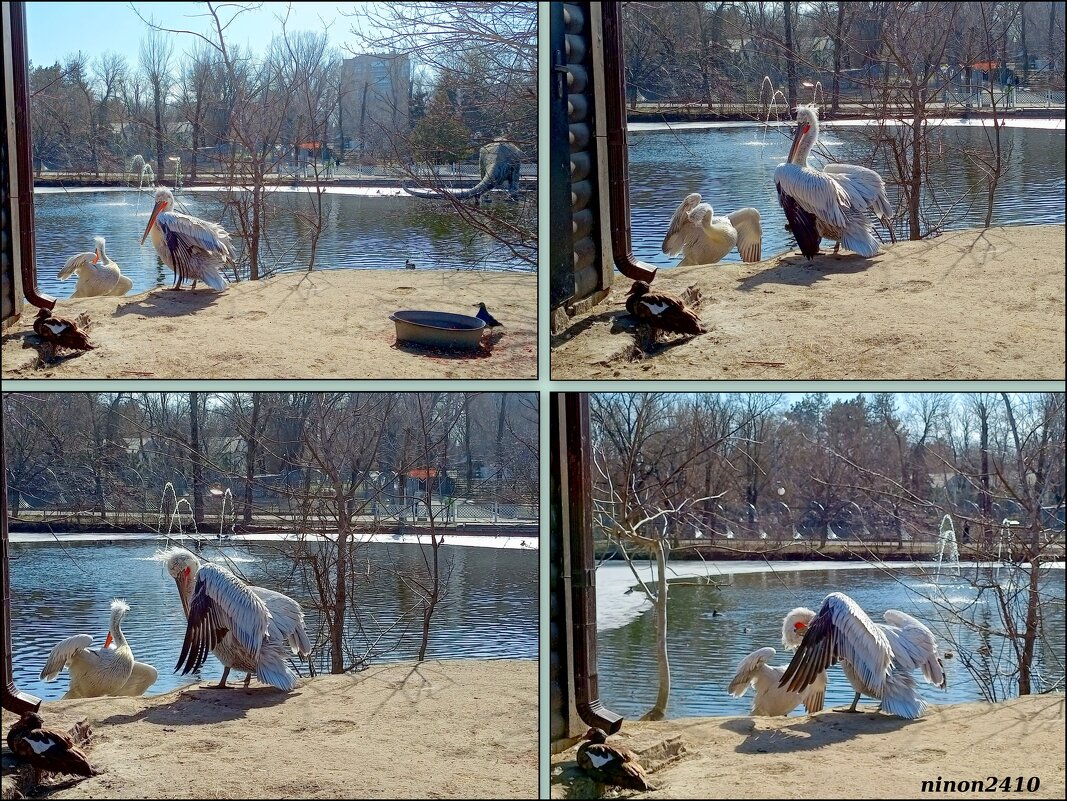 Март в ростовском зоопарке - Нина Бутко