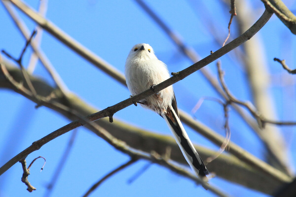 Длиннохвостая синица - Ninell Nikitina