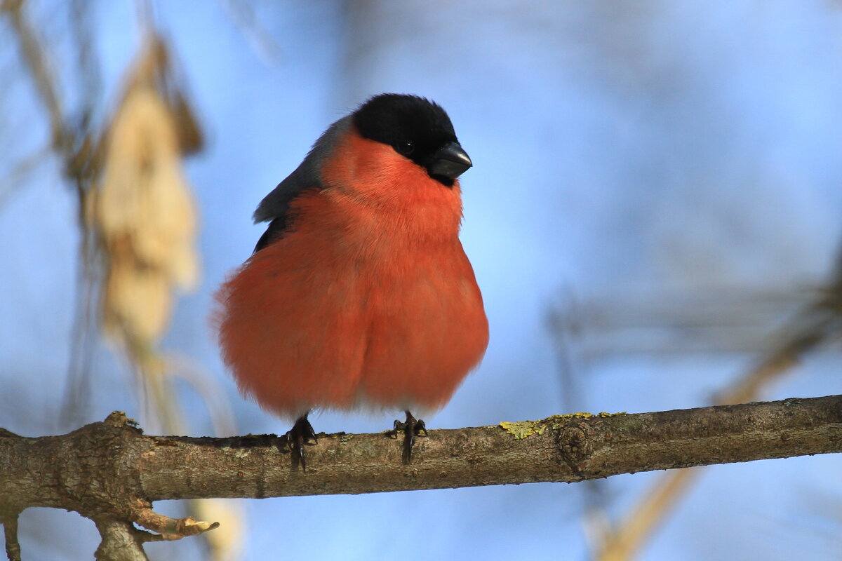 Снегирь - Ninell Nikitina