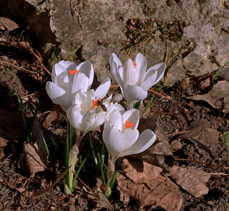 крокусы - Игорь Kуленко