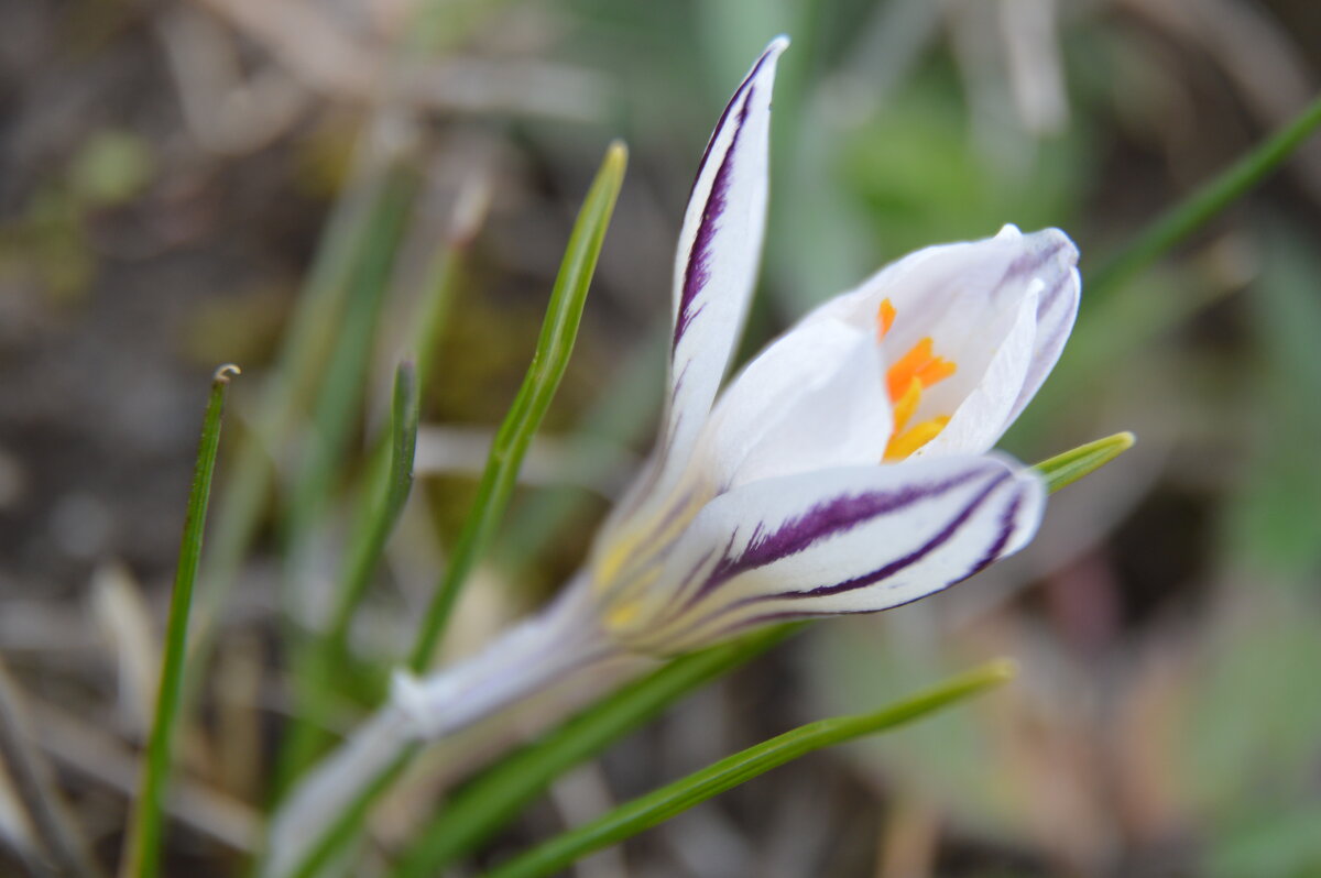 Шафран - Надежда Куркина 