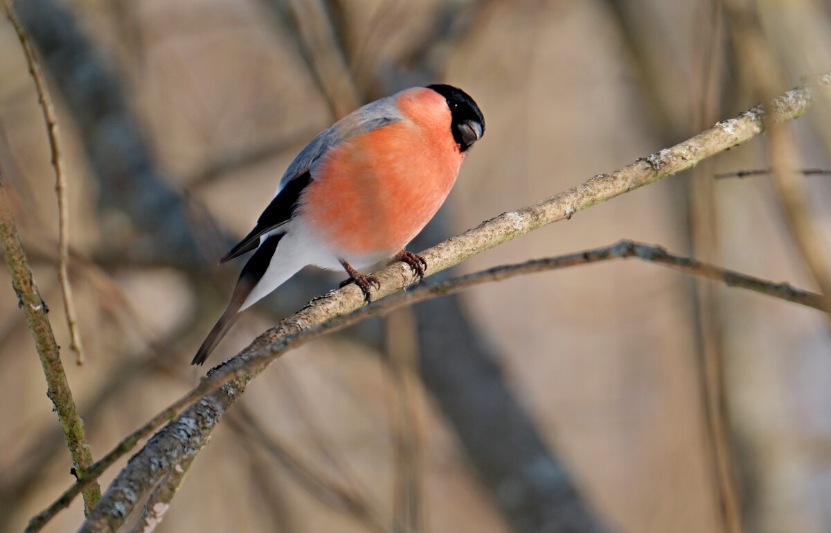 Мечтатель ) - Андрей Зайцев Мечтатель ) - Андрей Зайцев