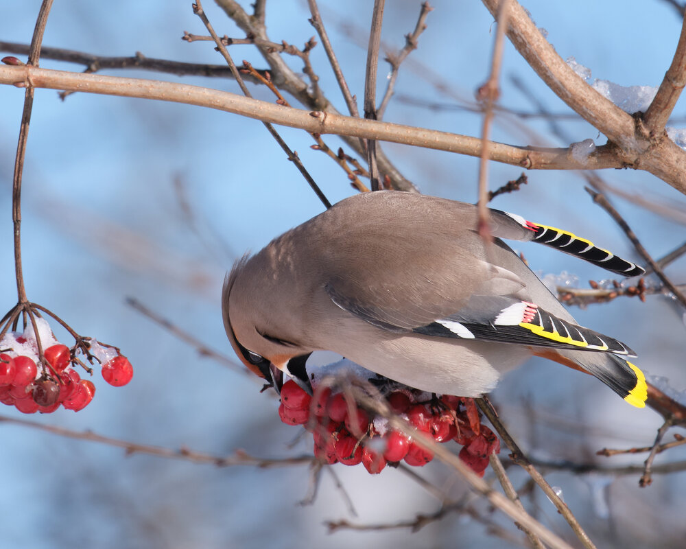 Завтрак свиристели - Александр 